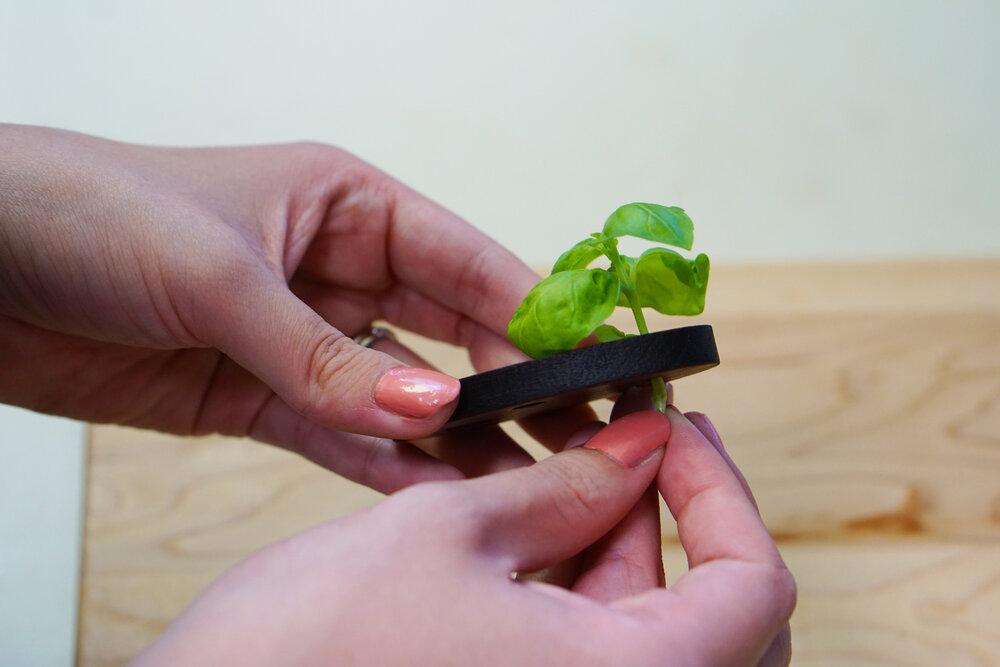 "Herbie" the Original Wood Herb Stripper